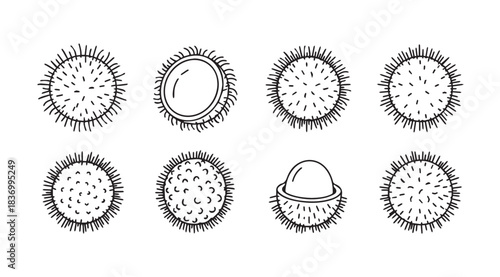 Hand drawn sketch of lychee fruit various stages of ripe whole and cut halves vector