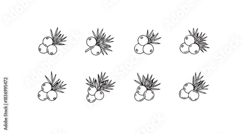 Botanical illustration of rowan berries clusters set hand drawn sketch elements for design vector