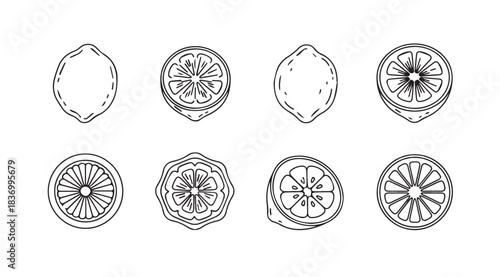 Hand drawn lemon slice and whole fruit set vintage sketch style artistic food elements vector