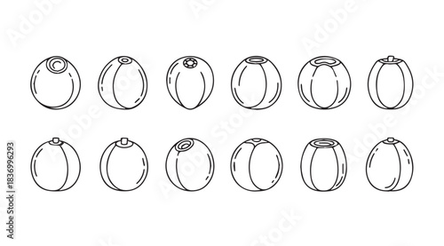 Collection of hand drawn blueberry outlines diverse views freshness organic natural berry food illustrations vector