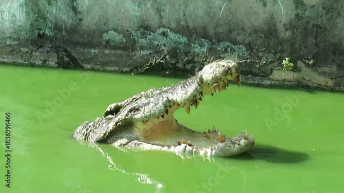 Saltwater crocodile in the water at Tharkayta Crocodile Farm in Yangon, Myanmar