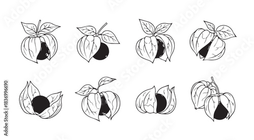 Artistic line drawings of fresh physalis fruit with orange centers and green leaves collections vector