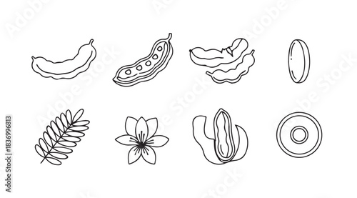 Hand drawn tamarind fruit pods leaves flower and seeds sketch botanical elements collection vector