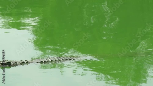 Saltwater crocodile in the water at Tharkayta Crocodile Farm in Yangon, Myanmar