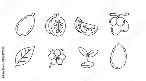 Hand-drawn fruit icons set fresh organic produce botanical elements sketch style food collection vector