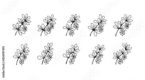 Delicate cherry blossom branches and blooms hand drawn sketch style elements for floral design vector