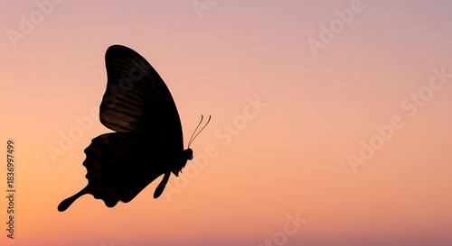 Silhouette of a butterfly with open wings against a gradient sunset sky background