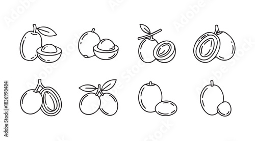 Hand drawn sketch set of tropical fruits featuring guava lychee and macadamia nuts isolated elements vector