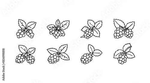 Hand drawn raspberry icons set nature food organic fruit sketch elements collection vector