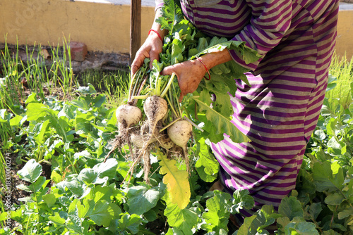 A woman holding a Radish after taking it out from his farm.