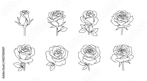 Elegant hand-drawn rose sketches collection delicate floral line art botanical study vector