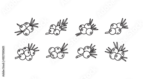 Hand-drawn sea buckthorn berries and leaves decorative elements sketch set vector