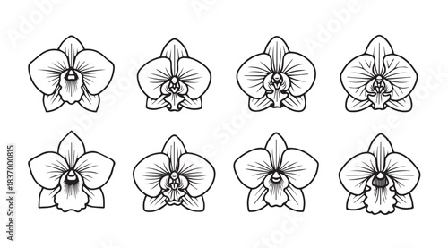 Set of eight hand drawn orchid flower silhouettes with subtle shading and delicate petal detail vector