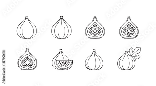 Hand drawn fig fruit collection fresh whole halved sliced and with leaves detailed sketch vector