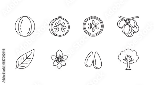 Hand drawn sketch elements of fruit tree including fruit flower leaf and branches vector