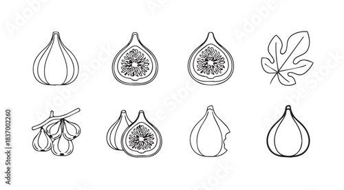 Artistic sketch collection of fresh ripe figs and leaves hand drawn line art vector