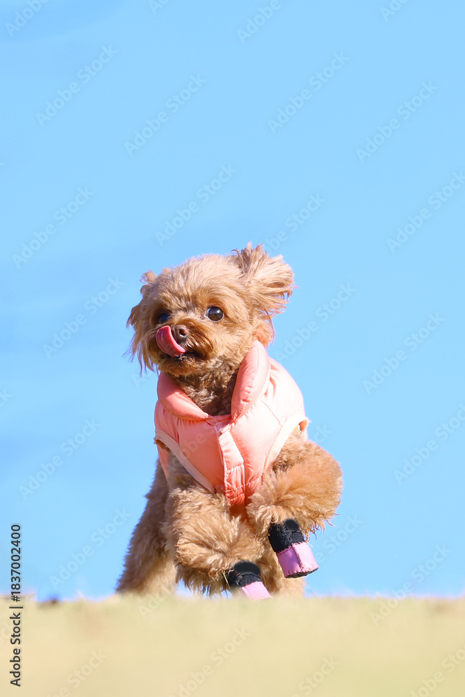 Fototapeta premium 晴天に恵まれた下り坂のドッグランで思いっきり走るトイ・プードル