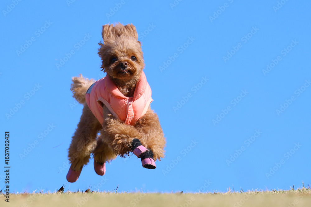 Fototapeta premium 晴天に恵まれた下り坂のドッグランで思いっきり走るトイ・プードル