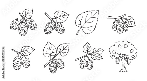 Hand drawn botanical line art collection featuring hops and tree elements vector