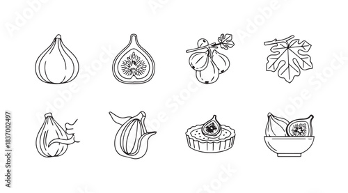 Hand drawn sketch collection of fresh figs showing whole cut and sliced varieties vector