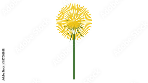 A yellow dandelion flower on a green stem against a white background