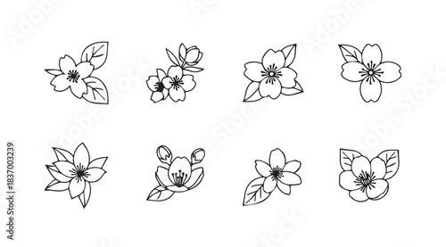 Set of delicate hand-drawn floral elements decorative accents for design projects vector