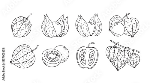 Hand drawn line art sketches of various fresh fruits and vegetables in a grid arrangement vector