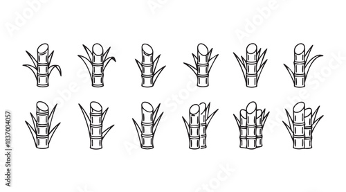 Set of simple line art drawings of sugar cane stalks and leaves for agro-industry design vector