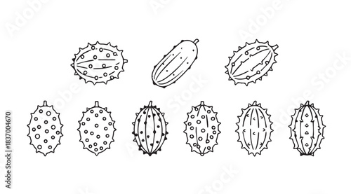 Collection of spiky fruits and seeds hand drawn line art sketch botanical elements vector