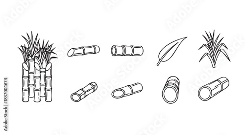 Hand drawn sugar cane stalks leaves and sections simple line art botanical elements vector
