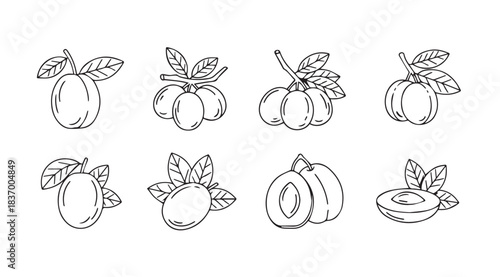 Set of hand drawn fruit illustrations featuring plums and apricots with leaves isolated on white vector