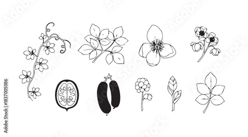 Botanical line art collection of delicate flowers leaves and seed pods hand drawn sketch elements vector
