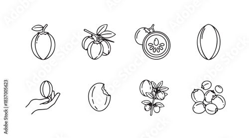 Set of hand-drawn botanical icons representing various fruits nuts and seeds for organic product branding vector