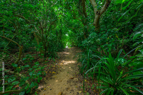  木々の枝が織りなす石垣島の自然豊かな南国の森の風景