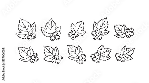 Collection of delicate hand-drawn blueberry sprigs with leaves for elegant design elements vector