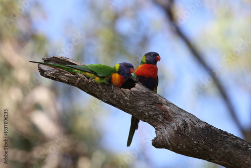 Rainbow Lorikeet (Trichoglossus moluccanus), Queensland, Australia