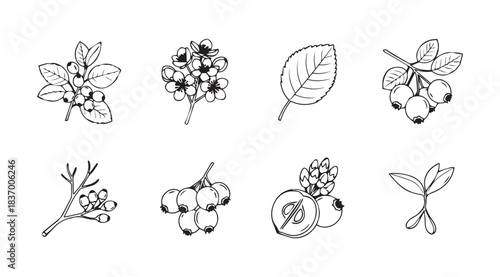 Artistic hand drawn sketch collection of fruits flowers and leaves for organic design elements vector