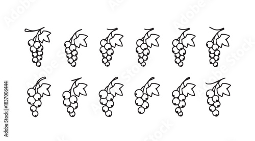 Delicate hand drawn grapes bunch decorative elements for vintage and rustic designs vector