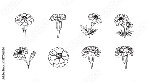 Collection of delicate line art botanical illustrations of marigold flowers in bloom vector