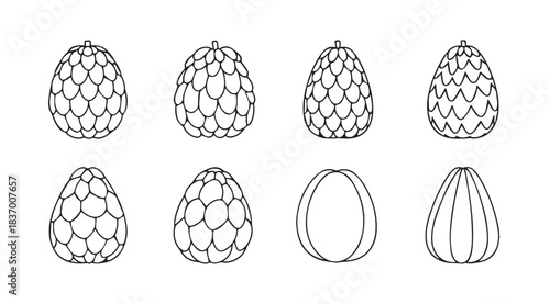 Collection of outline sketches of dragon fruit varieties in different forms vector