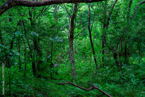  湿った空気に包まれた石垣島の亜熱帯の森の緑の風景