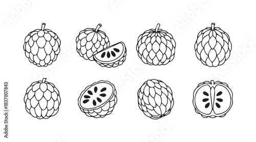 Cherimoya fruit collection hand drawn sketch set healthy tropical fruit variety illustration vector