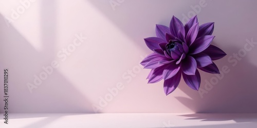 A single purple flower blossoms in soft light against a pale background, its delicate petals unfurling in a serene display of natural beauty, casting gentle shadows on the surface below.