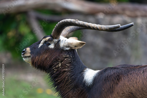 Male antelope with white patch on shoulders standing outdoors.