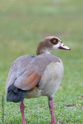 Portrait of an Egyptian Goose standing on green grass.
