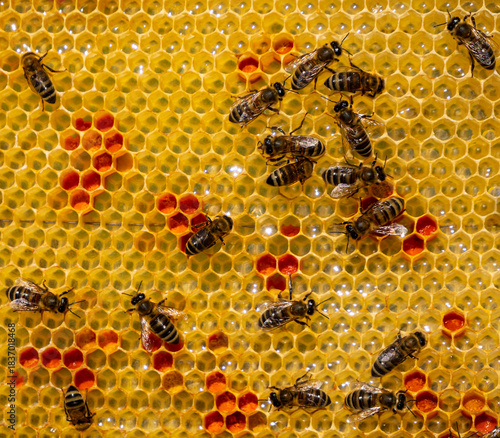 Flower Flower pollen is placed in wax combs. 
The honeycomb contains pollen and nectar.
The pollen is used as food for developing bees and also in alternative medicine. pollen is placed in wax combs.