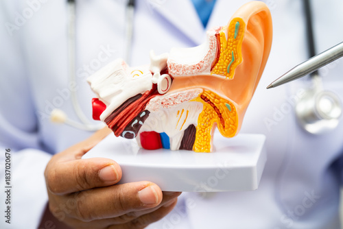 Asian doctor holding human ear model to learn and treat hearing loss in patient.