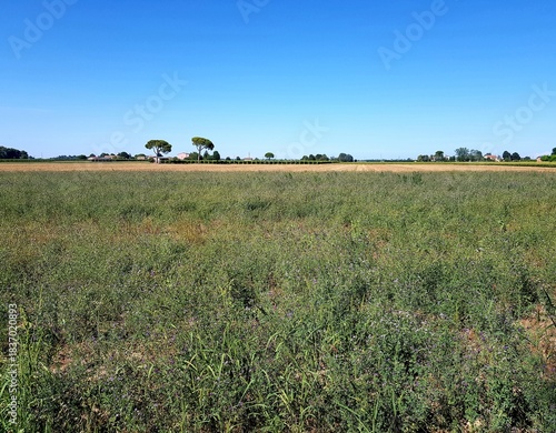 Landscape of a wheat field with trees and blue sky in summer