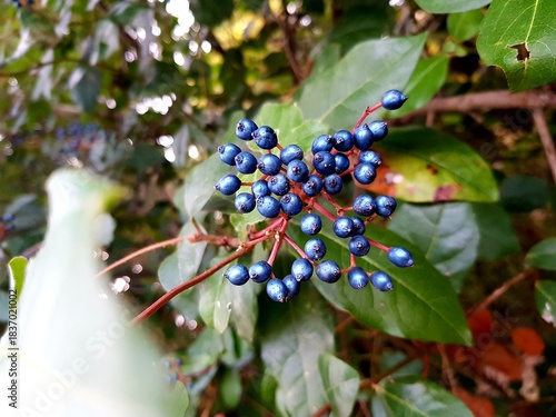 Bunch of blue berries on a branch with green leaves in the garden