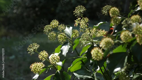 woodpecker, bird, wildlife, fauna, animal, nature, tree, branch, bark, perch, forest, woodland, leaf, foliage, beak, feather, spotted, red, black, white, pattern, outdoor, environment, natural, wild, 